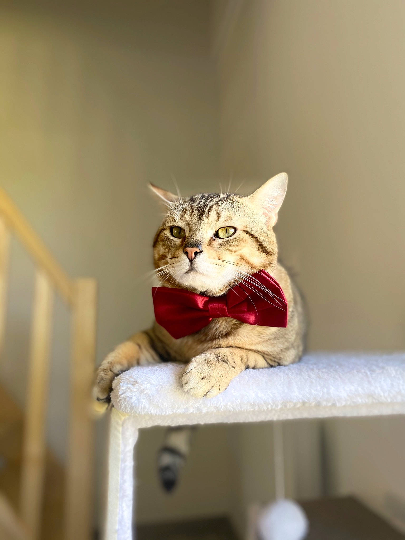 Simba participe au concours pour gagner de l'argent avec cette photo : carnivore, cat, domestic_short_haired_cat, eye, fawn, felidae, fur, grey, paw, plant, shelf, sitting, small_to_medium_sized_cats, snout, tail, terrestrial_animal, whiskers, wildlife, window, wood