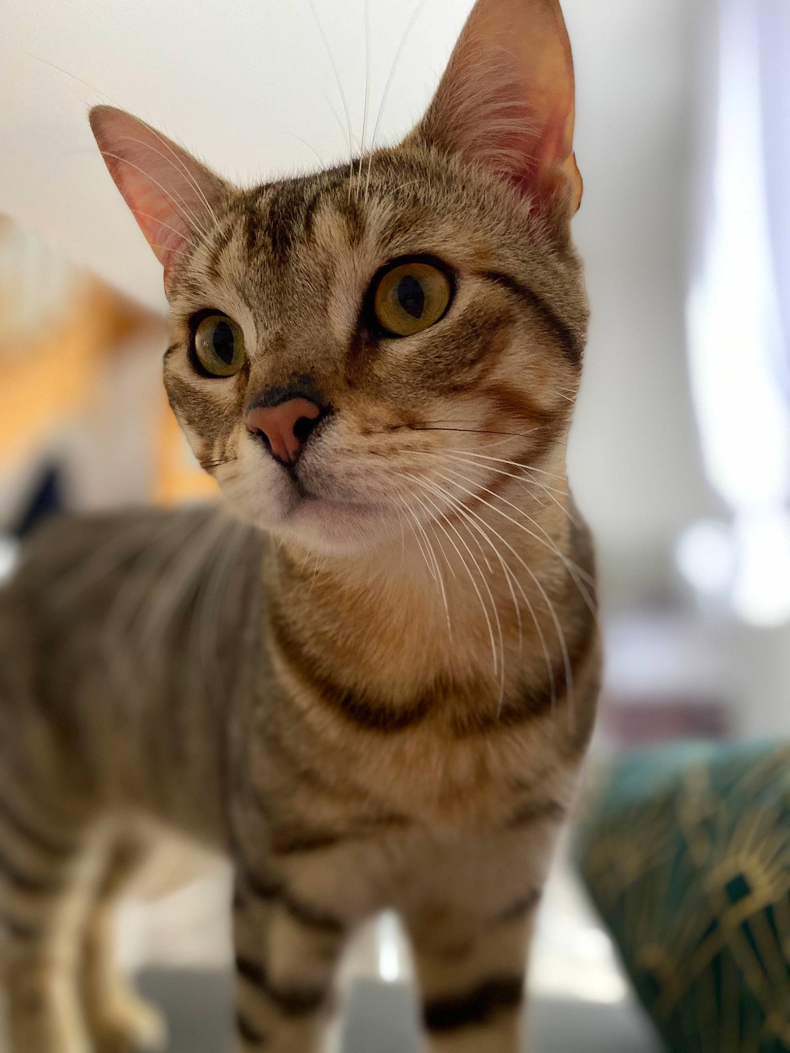 Simba a rejoint le concours — aidez-le/la à gagner de superbes lots ! american_shorthair, american_wirehair, arabian_mau, asian, australian_mist, bengal, carnivore, cat, domestic_short_haired_cat, dragon_li, european_shorthair, felidae, mammal, ocicat, small_to_medium_sized_cats, sokoke, tabby_cat, toyger, vertebrate, whiskers