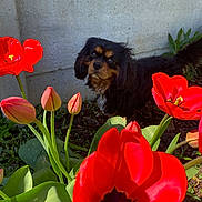 Ruben a rejoint le concours — aidez-le/la à gagner de superbes lots ! animal, background, bloom, close_up, colorful, concrete_wall, curious, dog, flower, fur, garden, green_leaf, nature, outdoor, pet, plant, red_flower, spring, sunlight, tulip