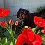 animal, background, bloom, close_up, colorful, concrete_wall, curious, dog, flower, fur, garden, green_leaf, nature, outdoor, pet, plant, red_flower, spring, sunlight, tulip