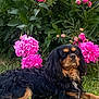 dog, black_dog, tan_markings, grass, flowers, pink_peonies, green_leaves, outdoor, nature, laying_down, pet, animal, fluffy, long_hair, calm, summer, garden, plant, cute, relaxed