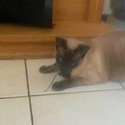 Bounty participe au concours pour gagner de l'argent avec cette photo : balinese, birman, burmese, carnivoran, cat, cat_like_mammal, dog_breed_group, kitten, mammal, ragdoll, siamese, small_to_medium_sized_cats, snout, snowshoe, thai, tonkinese, whiskers