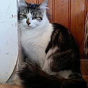 Crapule a rejoint le concours — aidez-le/la à gagner de superbes lots ! aegean_cat, cat, cat_like_mammal, domestic_short_haired_cat, fauna, fur, kitten, norwegian_forest_cat, small_to_medium_sized_cats, snout, whiskers