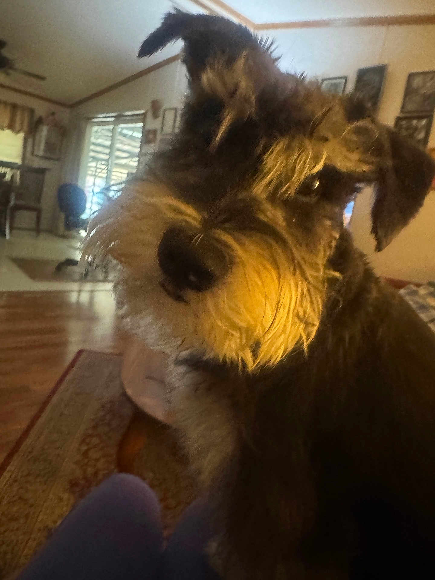 Gunner is registered to the contest to win money with this photo: dog, indoor, living_room, furniture, ears, fur, pet, animal, close_up, carpet, wood_floor, window, chair, cushion, framed_picture, cozy, domestic, warm_lighting, blurry_background, portrait