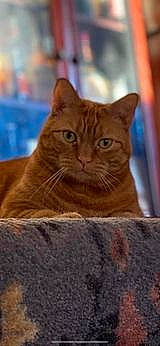 Dublin is registered to the contest to win money with this photo: carnivore, cat, domestic_short_haired_cat, fawn, felidae, fur, small_to_medium_sized_cats, snout, terrestrial_animal, tree, whiskers, wildlife, window, wood