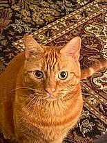 Dublin joined the competition — help win amazing prizes! carnivore, cat, domestic_short_haired_cat, eye, fawn, felidae, flooring, fur, grass, head, photo_caption, small_to_medium_sized_cats, snout, terrestrial_animal, tree, whiskers, wildlife, wood