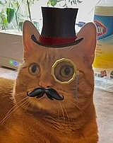 Dublin joined the competition — help win amazing prizes! art, carnivore, cat, fashion_accessory, fawn, felidae, flooring, fur, hat, sculpture, small_to_medium_sized_cats, snout, terrestrial_animal, whiskers, wood, working_animal