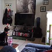 Luci is registered to the contest to win money with this photo: cat, black_cat, indoor, living_room, television, coffee_table, water_glass, tile_floor, bookshelf, guitar_case, cat_toy, scratching_post, wall_art, coat_hangers, purse, mug, cushion, collar, sitting, furniture