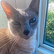 Jinx is registered to the contest to win money with this photo: cat, gray_cat, blue_eyes, close_up, window, natural_light, whiskers, fur, pet, animal, indoor, sunlight, face, portrait, looking, cute, feline, domestic_cat, relaxed, sitting