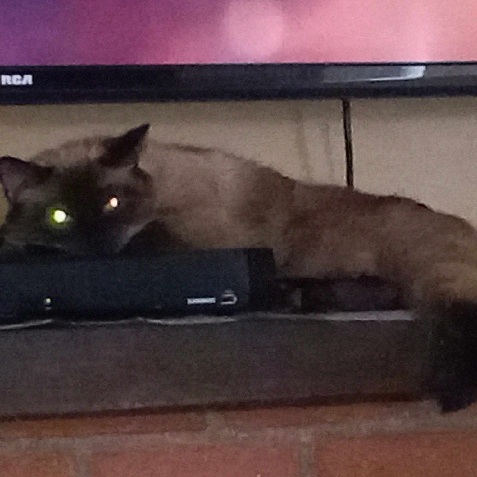 Alley is registered to the contest to win money with this photo: black_cat, carnivore, cat, comfort, couch, domestic_short_haired_cat, felidae, fur, gadget, grey, hardwood, paw, rectangle, room, small_to_medium_sized_cats, snout, tail, whiskers, window