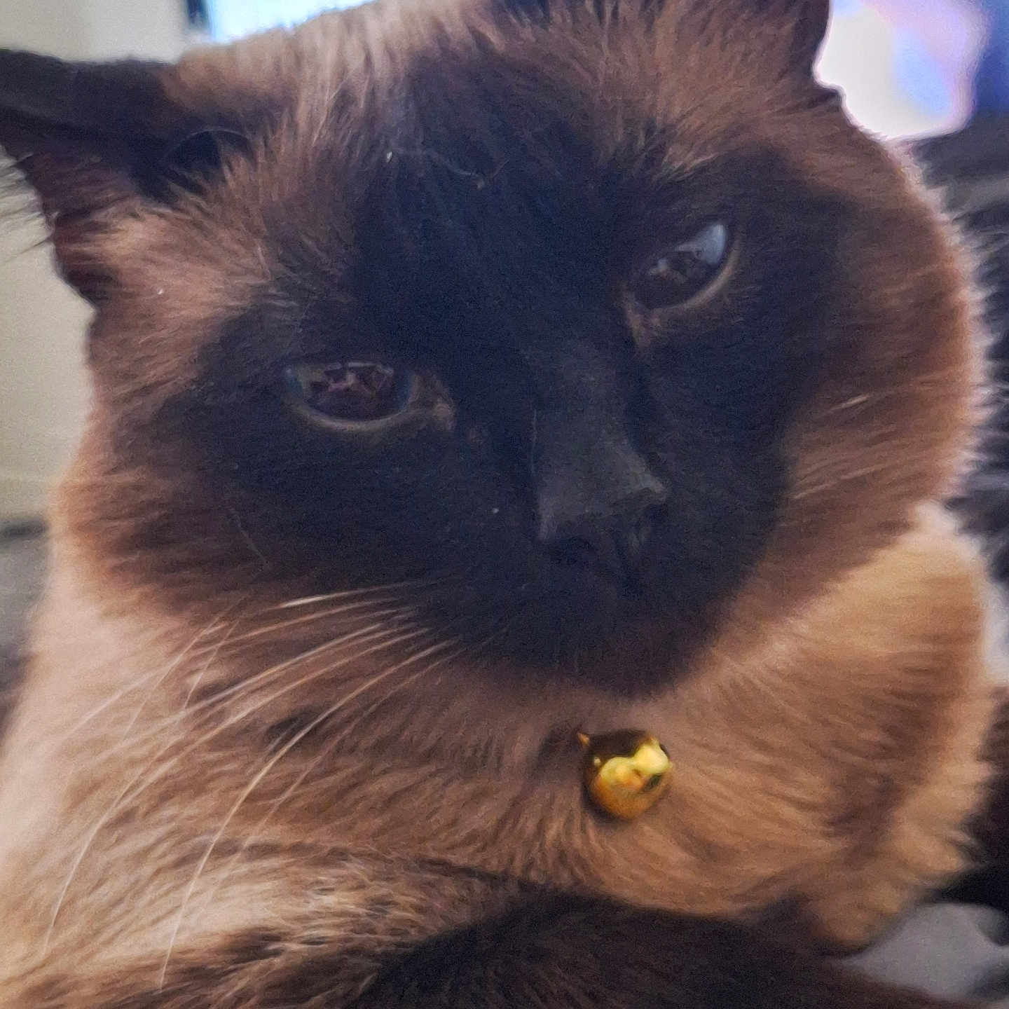 Pearl joined the competition — help win amazing prizes! animal, blackcat, cat, kitten, pet, siamese