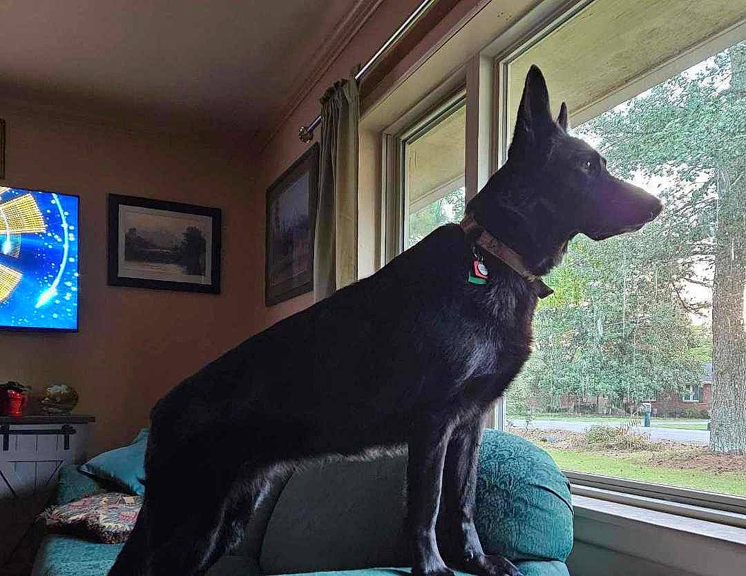 Black Betty Bam A Lam joined the competition — help win amazing prizes! canidae, carnivore, companion_dog, couch, dog, dog_breed, felidae, fur, guard_dog, herding_dog, picture_frame, plant, snout, sporting_group, tail, television, tree, whiskers, window, working_animal