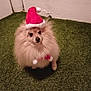 dog, pomeranian, small_dog, pet, santa_hat, christmas, holiday_costume, fluffy, long_fur, cute, indoor, green_carpet, sitting, looking_up, big_eyes, portrait, animal, festive, nose, fur