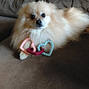 Praline a rejoint le concours — aidez-le/la à gagner de superbes lots ! beige, brown, closeup, companion, couch, cute, dog, domestic_animal, fluffy, fur, heart_toy, indoor, looking_at_camera, paws, pet, pomeranian, portrait, sitting, sofa, toys
