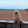 dog, pomeranian, fluffy_dog, beach, sand, ocean, sea, sky, stone_wall, pet, sitting, portrait, smiling, fur, small_dog, outdoor, vacation, people_in_background, shore, water