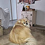 dog, pomeranian, pet, indoor, living_room, couch, furniture, cabinet, plant, flowers, painting, floor, tail, fur, portrait, looking_back, cozy, home, small_dog, resting