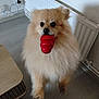 dog, pomeranian, pet, toy, red_toy, kong_toy, fluffy, fur, indoor, wooden_floor, radiator, table, paw, begging, brown_eyes, nose, standing, small_dog, cute, home_interiors