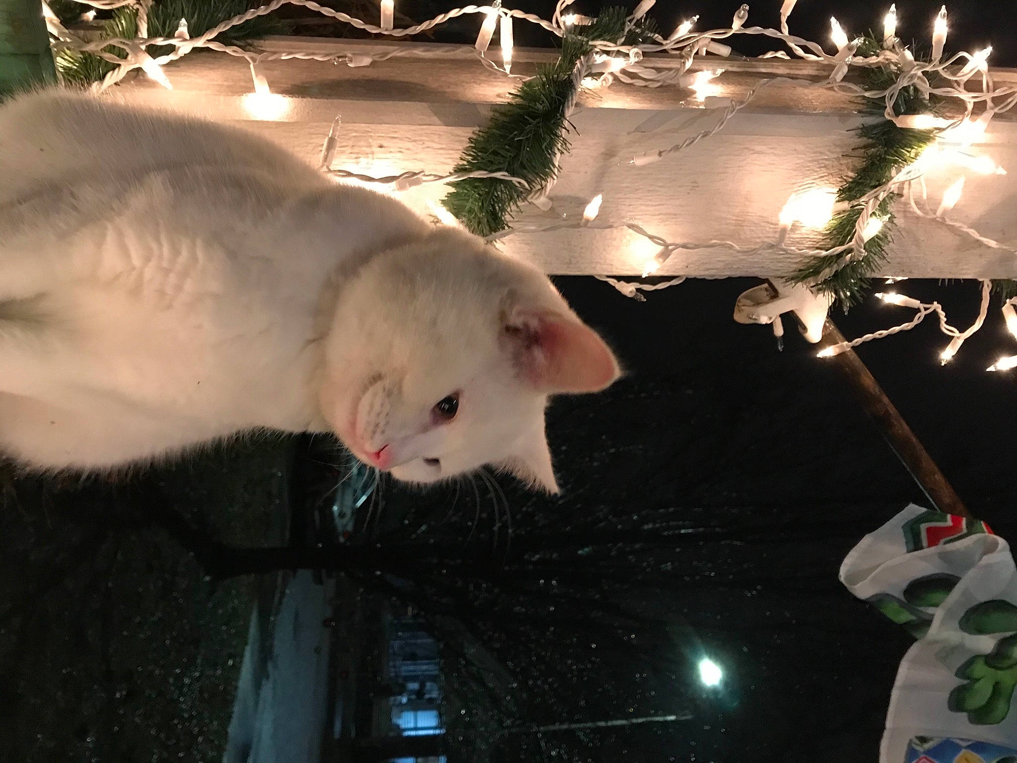 Hypnos joined the competition — help win amazing prizes! carnivore, cat, christmas, christmas_decoration, christmas_eve, christmas_lights, felidae, fur, holiday, marine_mammal, organism, ornament, small_to_medium_sized_cats, snout, terrestrial_animal, vertebrate, whiskers