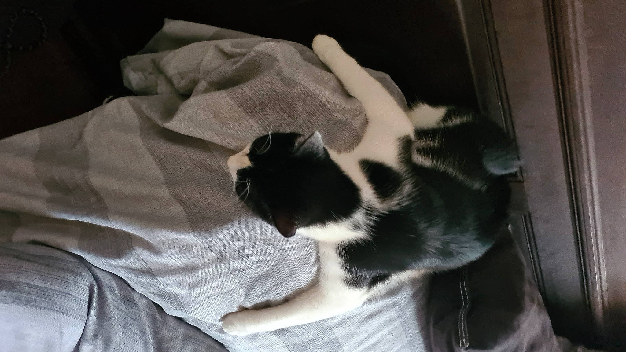 Sett participe au concours pour gagner de l'argent avec cette photo : beard, carnivore, cat, comfort, companion_dog, domestic_short_haired_cat, felidae, fur, gesture, grey, hand, human_leg, linens, mammal, monochrome_photography, paw, small_to_medium_sized_cats, tail, whiskers, window