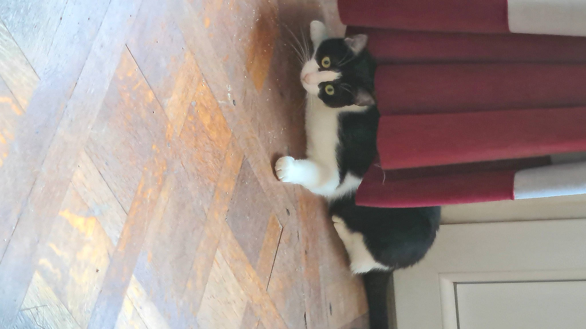 Sett a rejoint le concours — aidez-le/la à gagner de superbes lots ! carmine, carnivore, cat, comfort, concrete, dog_breed, domestic_short_haired_cat, felidae, floor, flooring, formal_wear, fur, hardwood, room, small_to_medium_sized_cats, snout, tail, terrestrial_animal, whiskers, wood