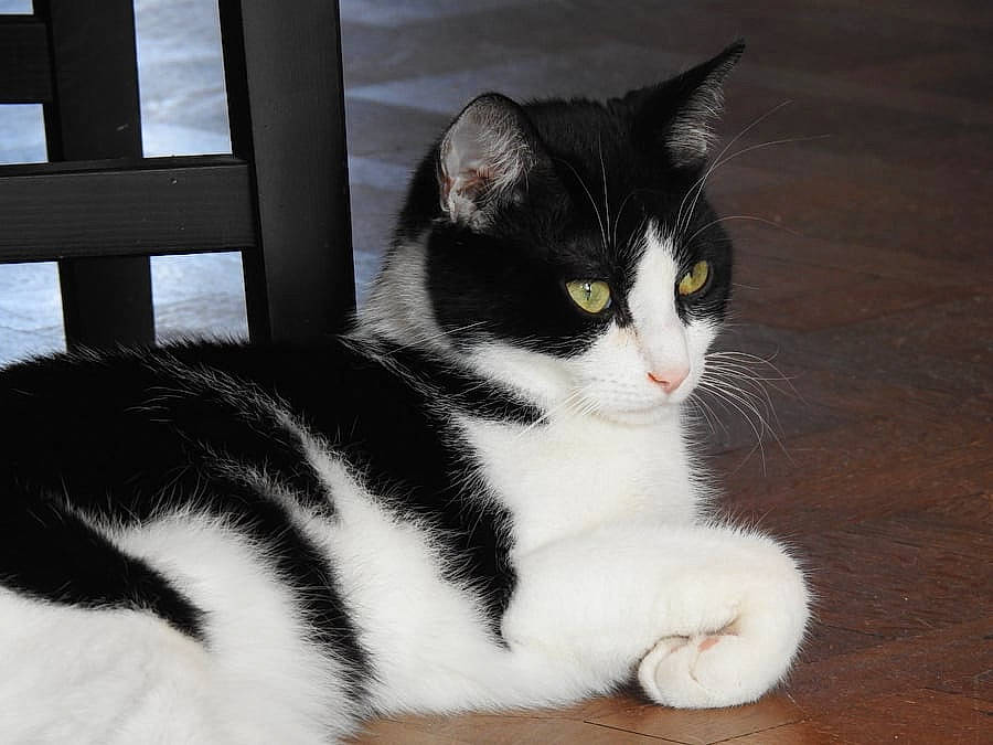 Sett participe au concours pour gagner de l'argent avec cette photo : carnivore, cat, domestic_short_haired_cat, eye, felidae, flooring, foot, fur, grey, hardwood, paw, sitting, small_to_medium_sized_cats, snout, tail, terrestrial_animal, whiskers, wood