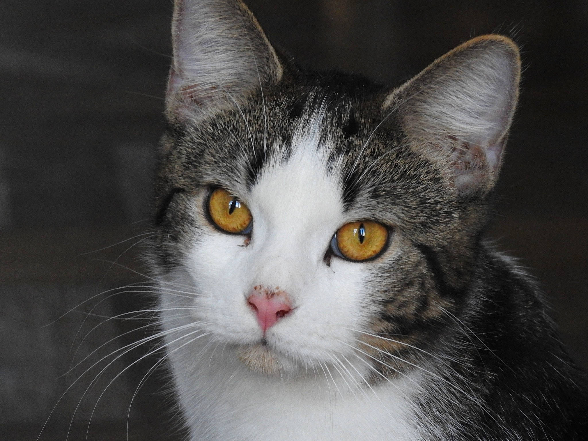 Magnus a rejoint le concours — aidez-le/la à gagner de superbes lots ! carnivore, cat, close_up, curious, domestic_short_haired_cat, eye, felidae, fur, grey, head, iris, paw, small_to_medium_sized_cats, snout, terrestrial_animal, tree, whiskers, wildlife