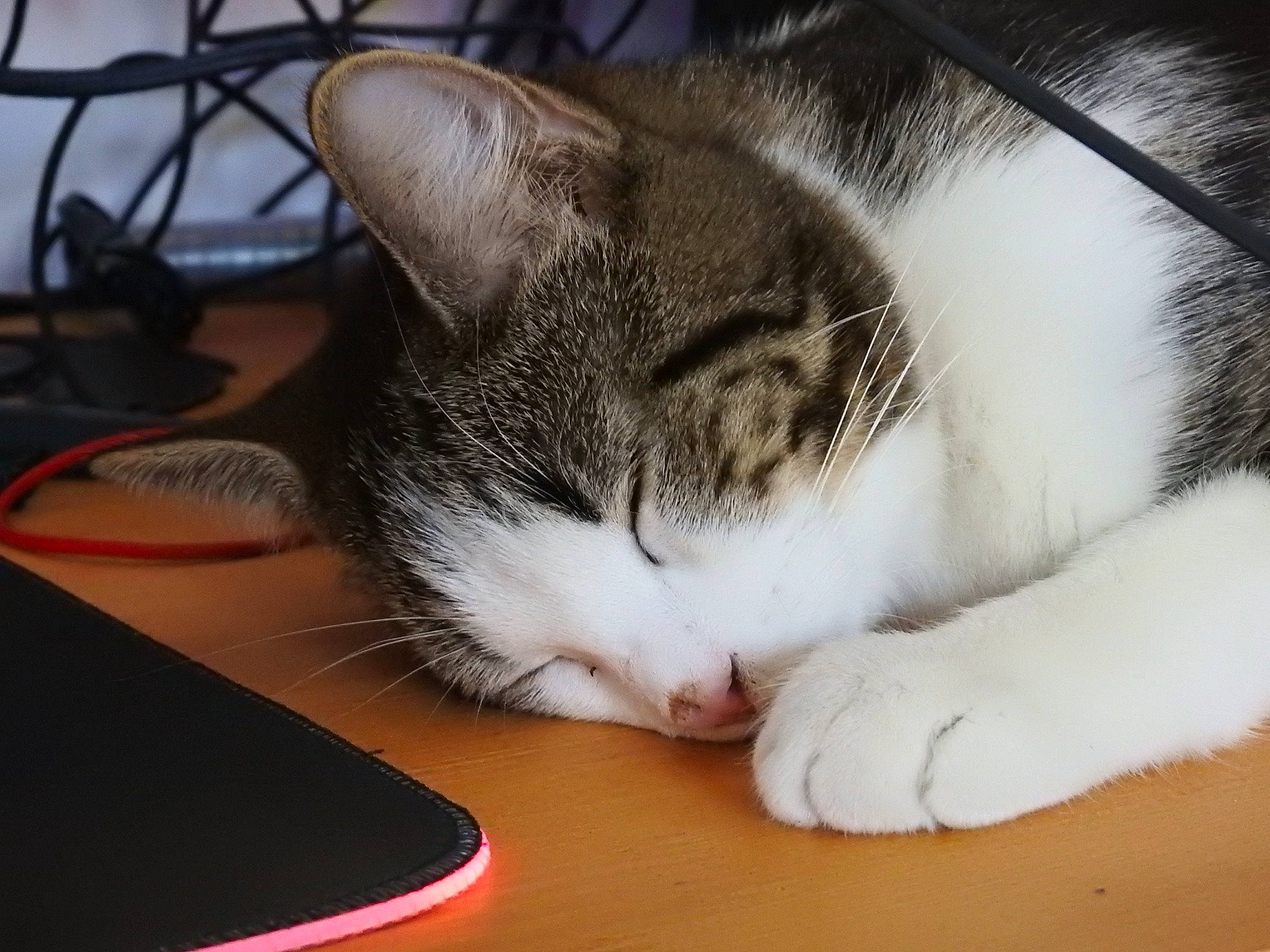 Magnus participe au concours pour gagner de l'argent avec cette photo : carmine, carnivore, cat, cat_supply, claw, comfort, desk, domestic_short_haired_cat, eye, felidae, fur, mouse, nap, paw, sleep, small_to_medium_sized_cats, snout, table, tail, whiskers