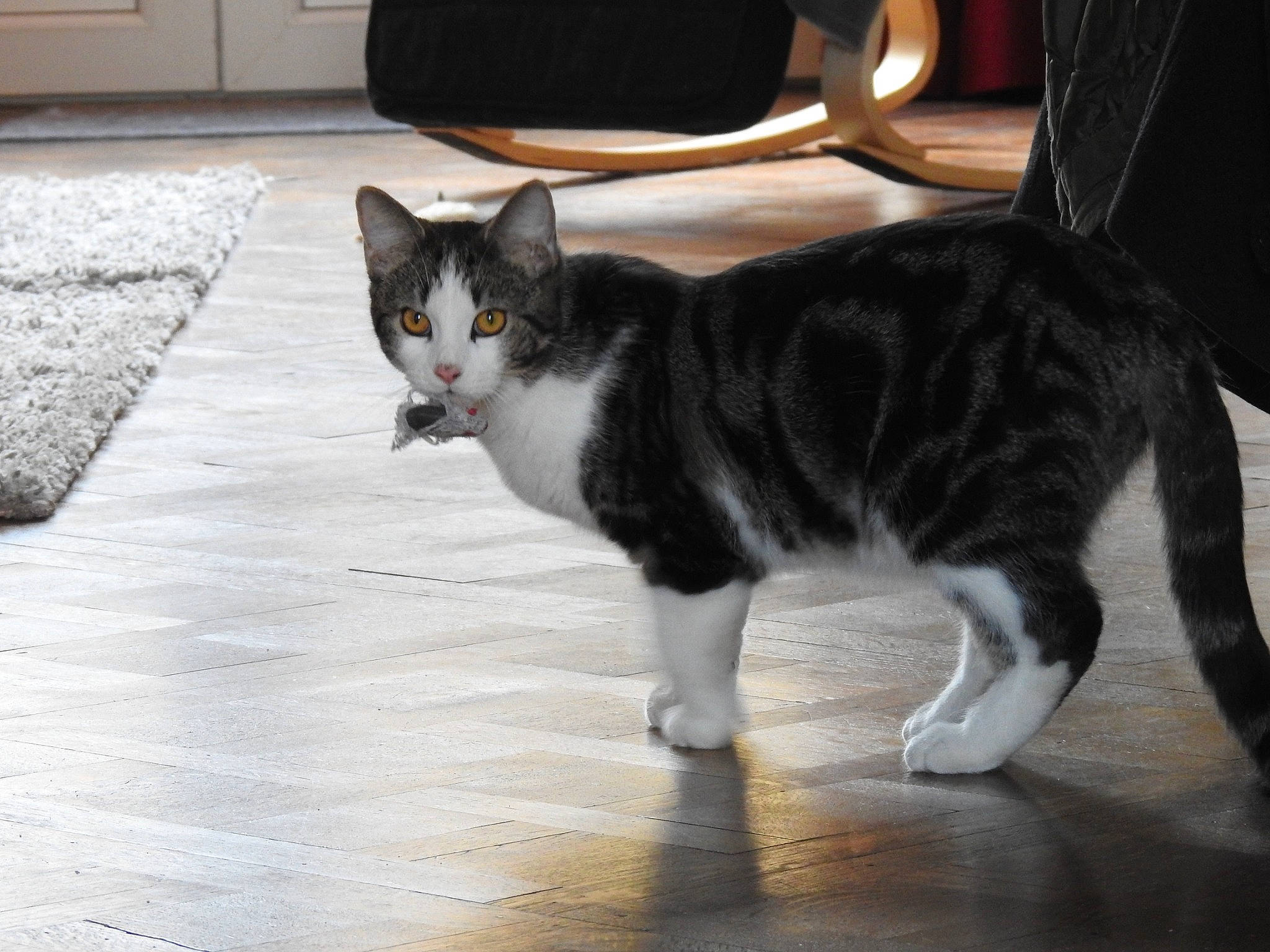 Magnus a rejoint le concours — aidez-le/la à gagner de superbes lots ! black, carnivore, cat, domestic_short_haired_cat, felidae, floor, flooring, fur, grey, hardwood, monochrome_photography, paw, road_surface, sitting, small_to_medium_sized_cats, snout, tail, terrestrial_animal, whiskers, wood