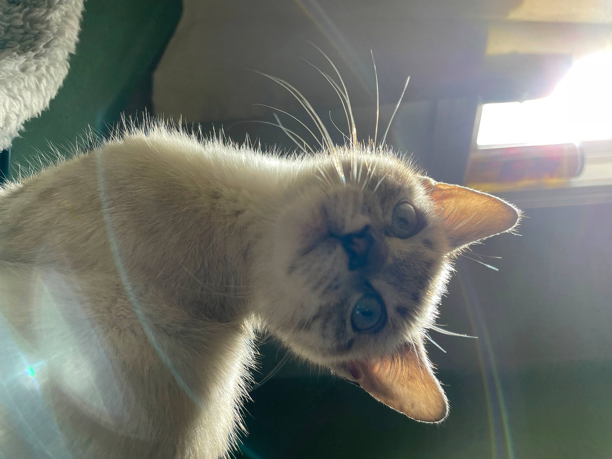 Willow joined the competition — help win amazing prizes! balinese, carnivore, cat, claw, domestic_short_haired_cat, fawn, felidae, fur, paw, small_to_medium_sized_cats, snout, tail, terrestrial_animal, thai, whiskers, wildlife