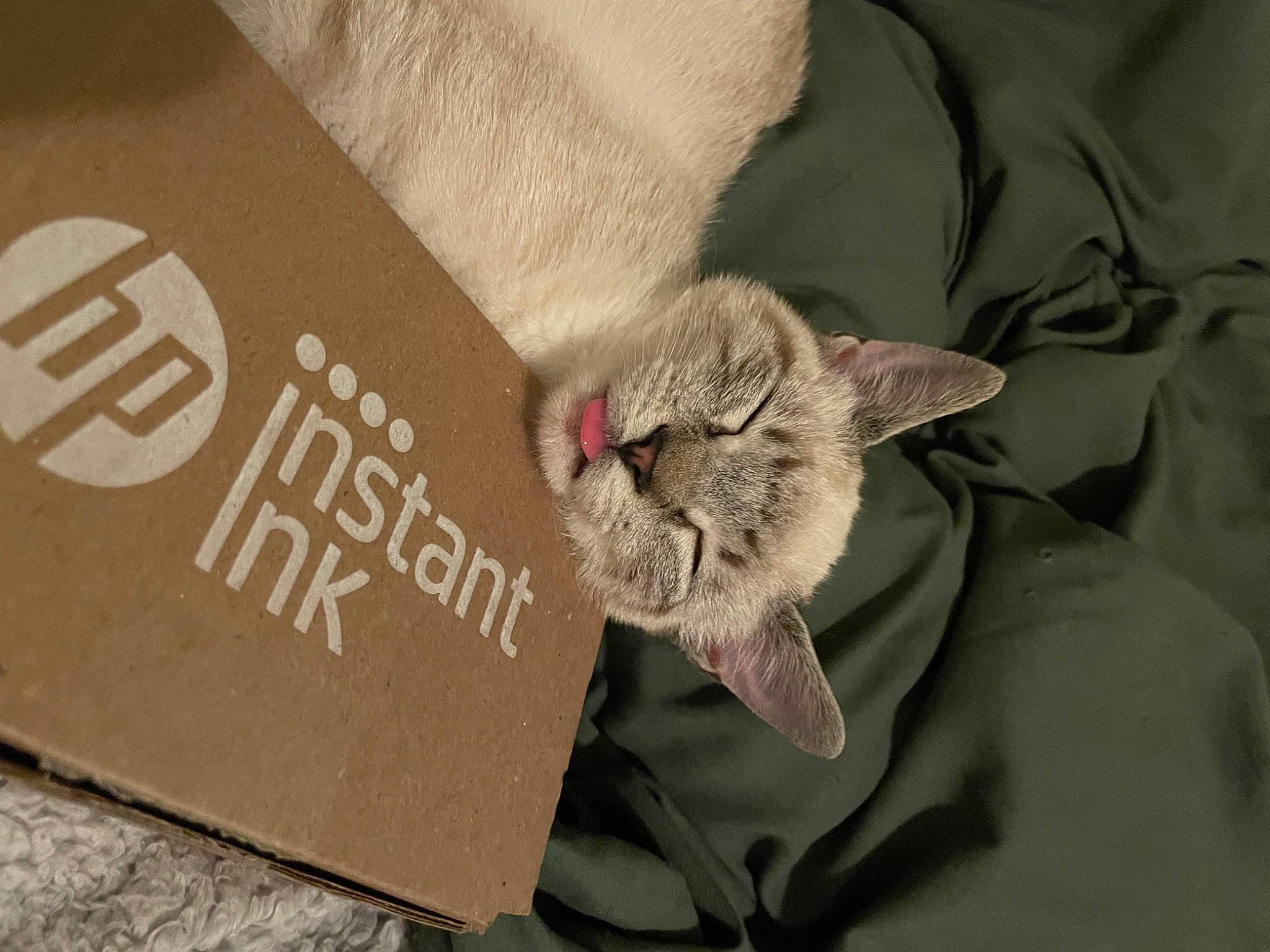 Willow joined the competition — help win amazing prizes! carnivore, cat, comfort, domestic_short_haired_cat, fawn, felidae, font, fur, glasses, grey, paper_bag, paw, small_to_medium_sized_cats, tail, textile, whiskers