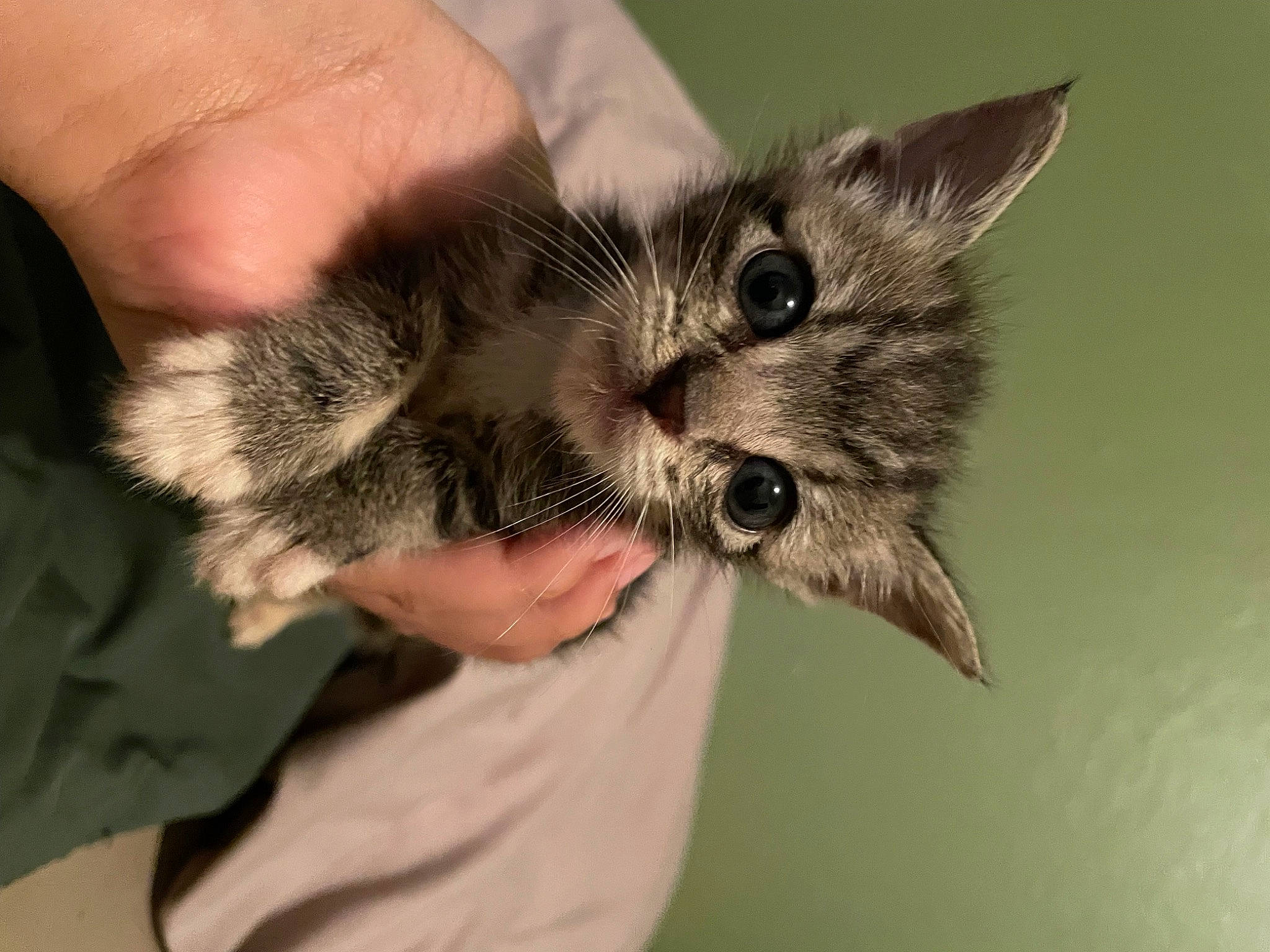 Ivy is registered to the contest to win money with this photo: carnivore, cat, claw, domestic_short_haired_cat, ear, eye, fawn, felidae, finger, fur, gesture, hand, iris, nail, paw, plant, small_to_medium_sized_cats, snout, whiskers, wrist