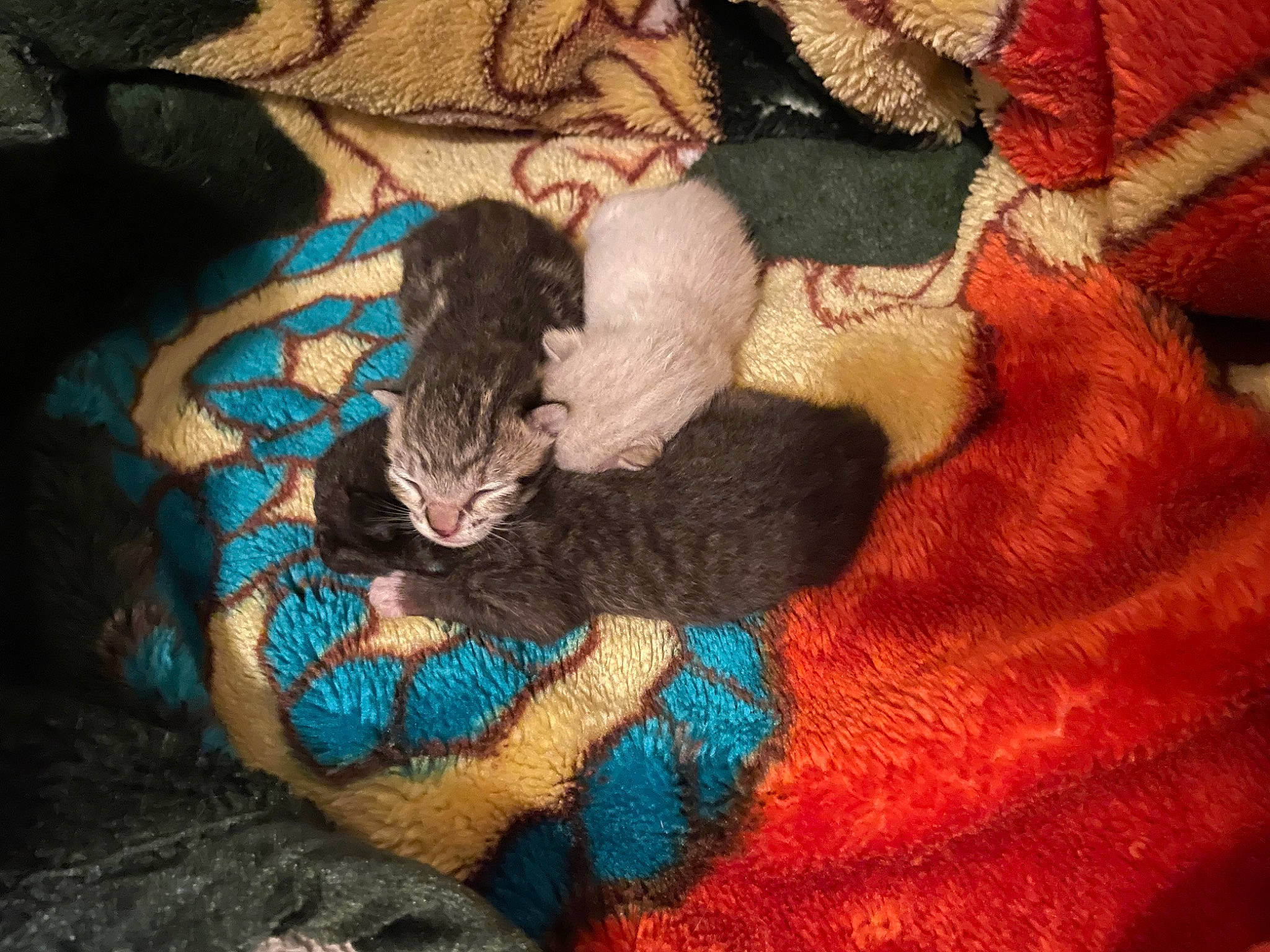 Ivy is registered to the contest to win money with this photo: brown, carnivore, cat, comfort, domestic_short_haired_cat, electric_blue, fawn, felidae, fur, linens, pattern, small_to_medium_sized_cats, tail, terrestrial_animal, textile, thread, whiskers, wool, woolen, woven_fabric