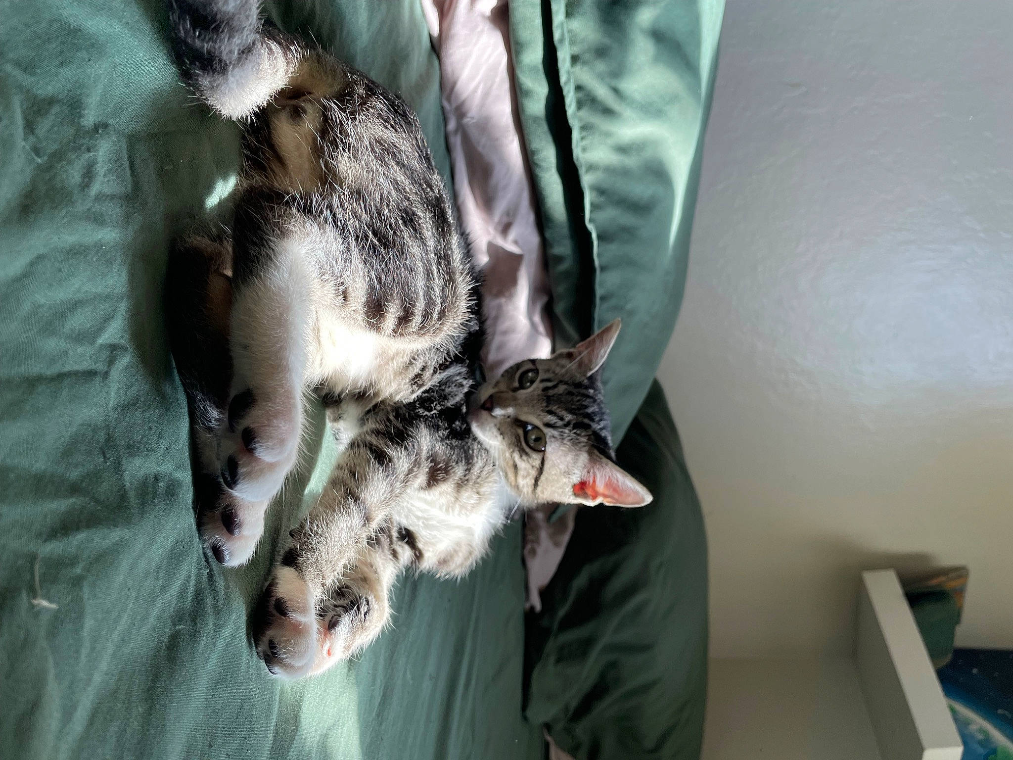 Ivy is registered to the contest to win money with this photo: bird_of_prey, canidae, carnivore, claw, comfort, companion_dog, dog_breed, domestic_short_haired_cat, felidae, fur, paw, small_to_medium_sized_cats, snout, sporting_group, tail, whiskers, wildlife, wildlife_biologist