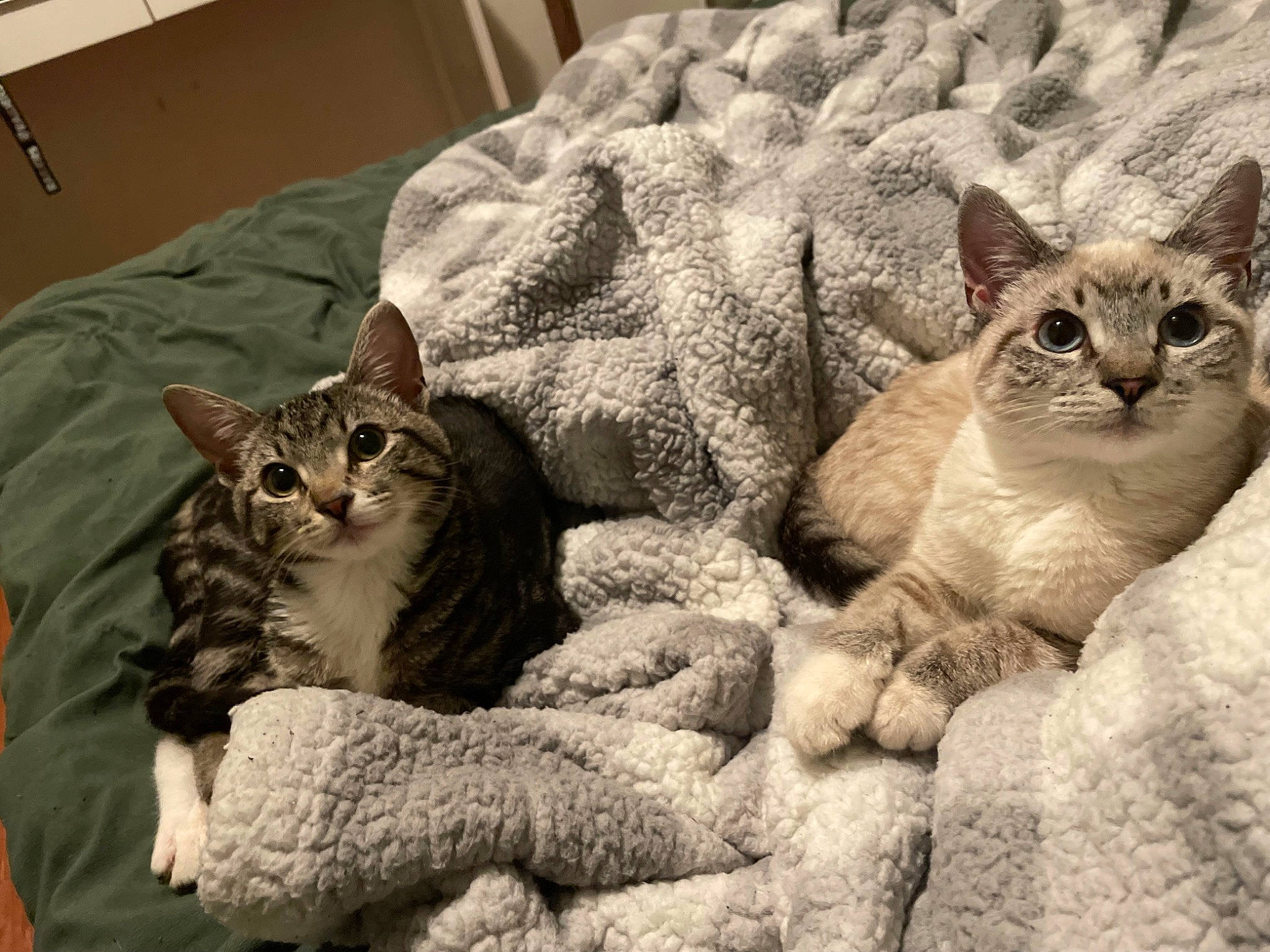 Ivy joined the competition — help win amazing prizes! carnivore, cat, claw, comfort, domestic_short_haired_cat, fawn, felidae, fur, grey, linens, paw, sand, sitting, small_to_medium_sized_cats, snout, tail, terrestrial_animal, whiskers, window