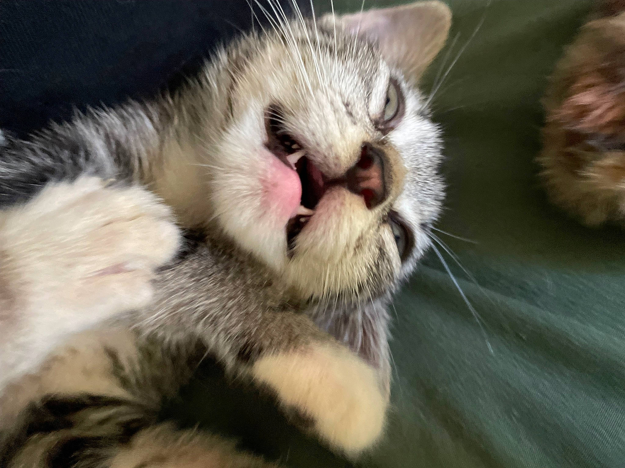 Ivy is registered to the contest to win money with this photo: carnivore, cat, claw, close_up, domestic_short_haired_cat, felidae, fur, nap, paw, sleep, small_to_medium_sized_cats, snout, terrestrial_animal, whiskers, wildlife