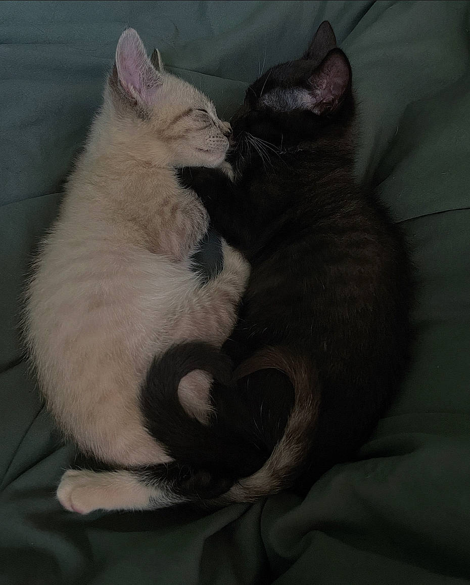 Olive is registered to the contest to win money with this photo: black_cat, carnivore, cat, claw, comfort, darkness, domestic_short_haired_cat, felidae, foot, fur, grey, nap, paw, sitting, sleep, small_to_medium_sized_cats, snout, tail, whiskers