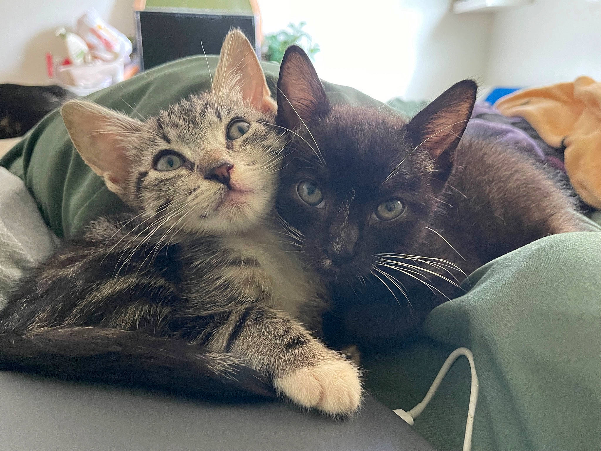 Olive joined the competition — help win amazing prizes! carnivore, cat, claw, comfort, domestic_short_haired_cat, felidae, fur, nap, paw, small_to_medium_sized_cats, snout, whiskers