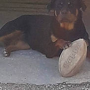 Naya a rejoint le concours — aidez-le/la à gagner de superbes lots ! dog, animal, pet, concrete, rugby_ball, paw, lying_down, shadow, outdoor, dark_fur, play, toy, resting, ground, side_view, mammal, canine, sport, ball, leisure