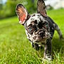 dog, french_bulldog, puppy, blue_eyes, spotted, grass, outdoor, nature, curious, pet, animal, close_up, young, ears, snout, walking, green, summer, playful, cute