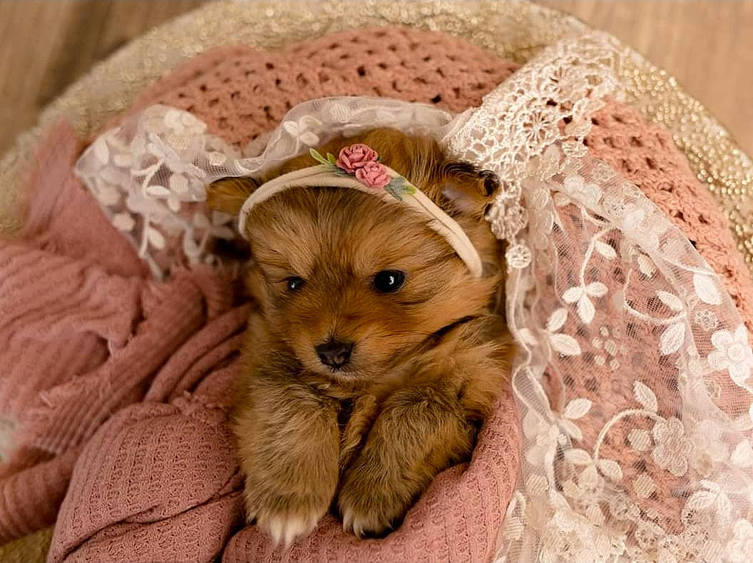 Ivy June joined the competition — help win amazing prizes! canidae, carnivore, companion_dog, dog, dog_breed, fawn, maltepoo, maltese, mammal, morkie, non_sporting_group, norfolk_terrier, norwich_terrier, pomeranian, puppy, rare_breed_dog, spitz, toy_dog, yorkipoo