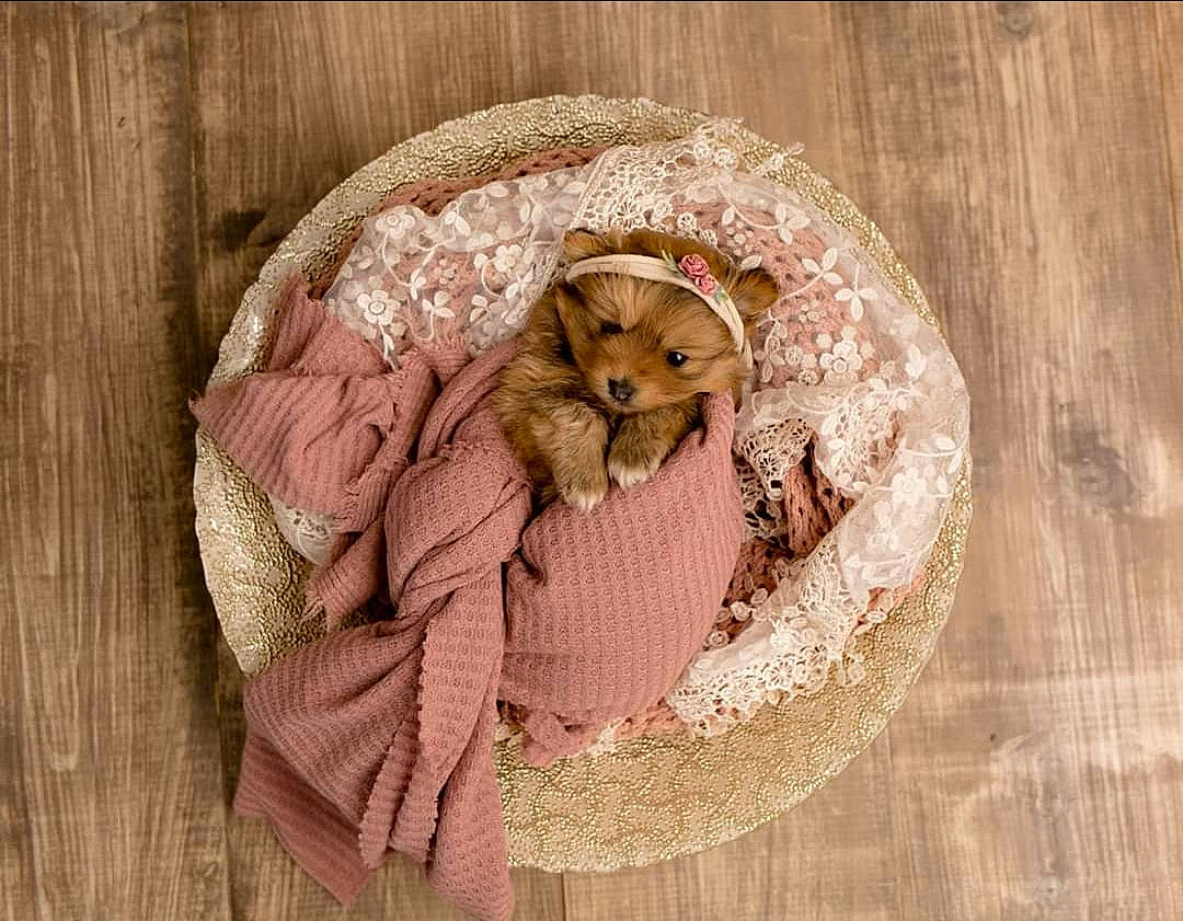 Ivy June joined the competition — help win amazing prizes! beige, canidae, dormouse, fawn, fur, hamster, linens, muroidea, puppy, rodent, textile