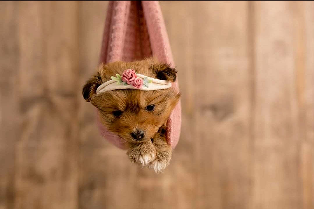 Ivy June is registered to the contest to win money with this photo: australian_terrier, canidae, carnivore, companion_dog, dog, dog_breed, fawn, morkie, norwich_terrier, pomeranian, puppy, rare_breed_dog, toy_dog