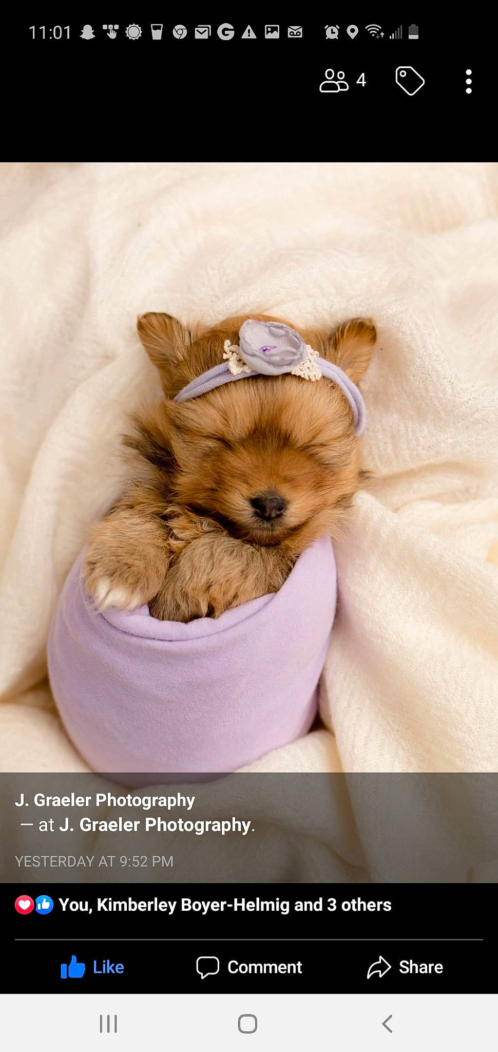 Ivy June joined the competition — help win amazing prizes! biewer_terrier, canidae, carnivore, companion_dog, dog, dog_breed, fawn, mammal, morkie, pomeranian, puppy, puppy_love, shih_tzu, terrier, toy_dog, yorkipoo, yorkshire_terrier