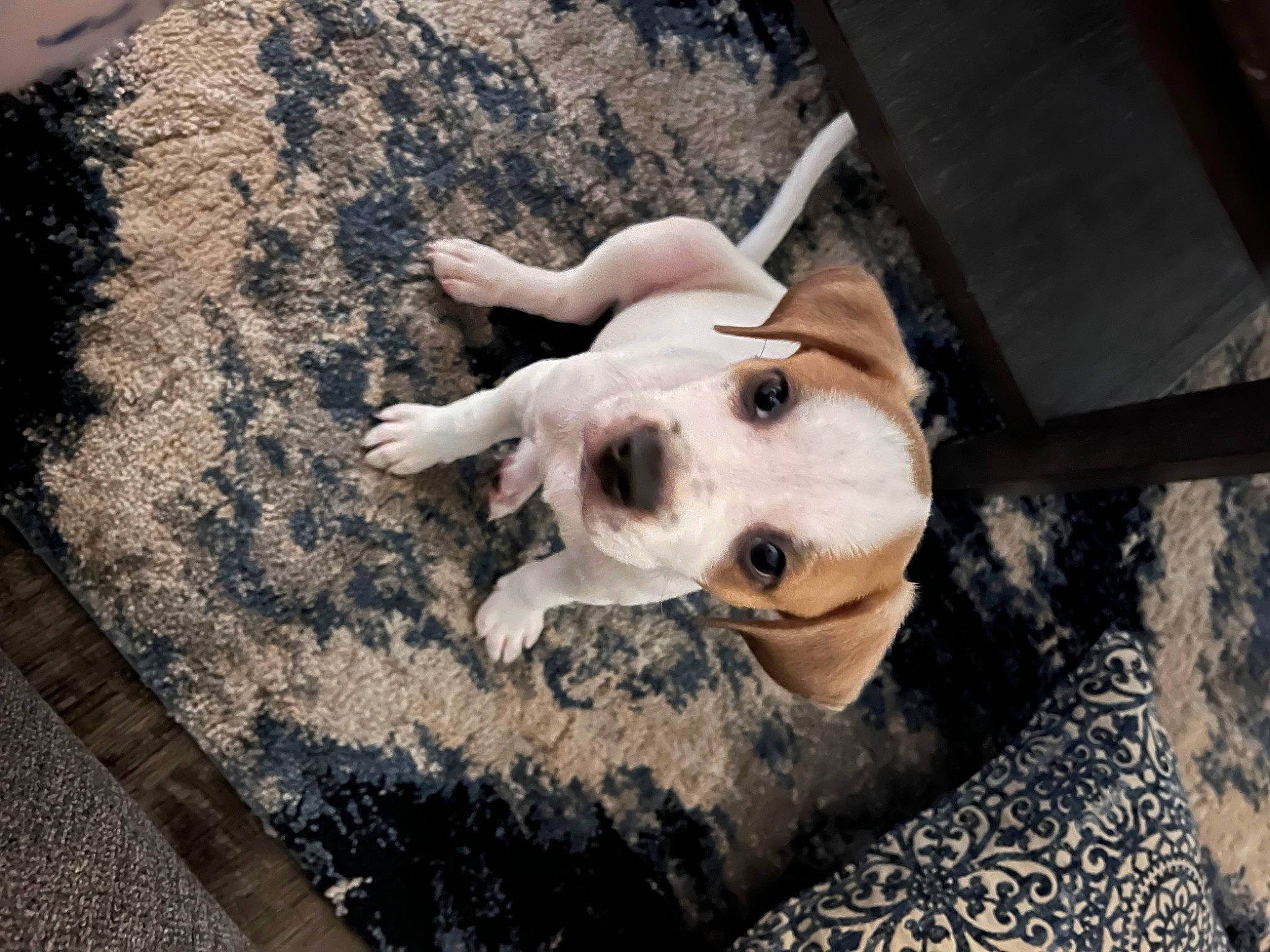 Bamboo joined the competition — help win amazing prizes! canidae, carnivore, collar, companion_dog, dog, dog_breed, dog_collar, dog_supply, fawn, fur, grass, paw, pet_supply, road_surface, snout, sporting_group, terrestrial_animal, whiskers, wood, working_animal