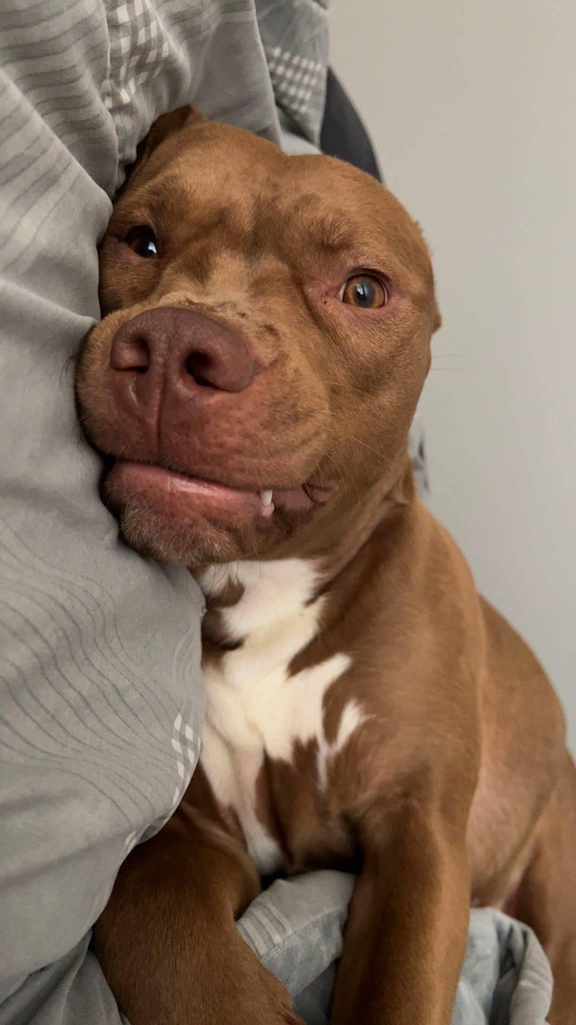 Red is registered to the contest to win money with this photo: ancient_dog_breeds, canidae, carnivore, collar, companion_dog, dog, dog_breed, dog_collar, fawn, fur, liver, molosser, non_sporting_group, puppy, sporting_group, terrestrial_animal, whiskers, working_animal, working_dog, wrinkle