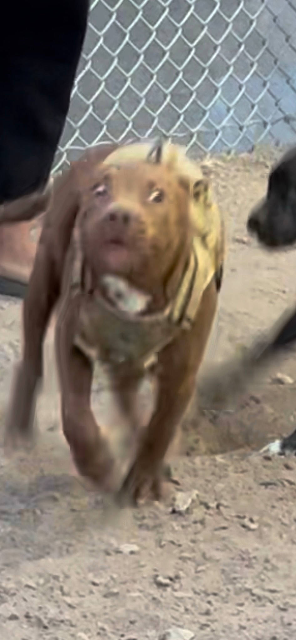 Red joined the competition — help win amazing prizes! ancient_dog_breeds, animal_shelter, carnivore, companion_dog, dog, dog_breed, fence, hunting_dog, liver, mesh, non_sporting_group, ori_pei, pet_supply, soil, terrestrial_animal, wire_fencing, working_dog