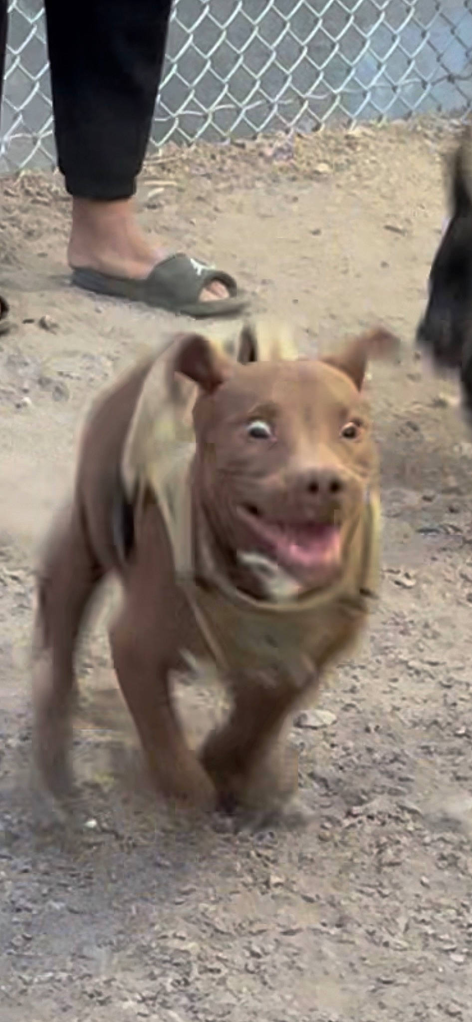 Red joined the competition — help win amazing prizes! bermuda_shorts, canidae, carnivore, dog, dog_breed, fawn, non_sporting_group, ori_pei, shorts, snout, soil, sporting_group, suidae, terrestrial_animal, wildlife, working_animal