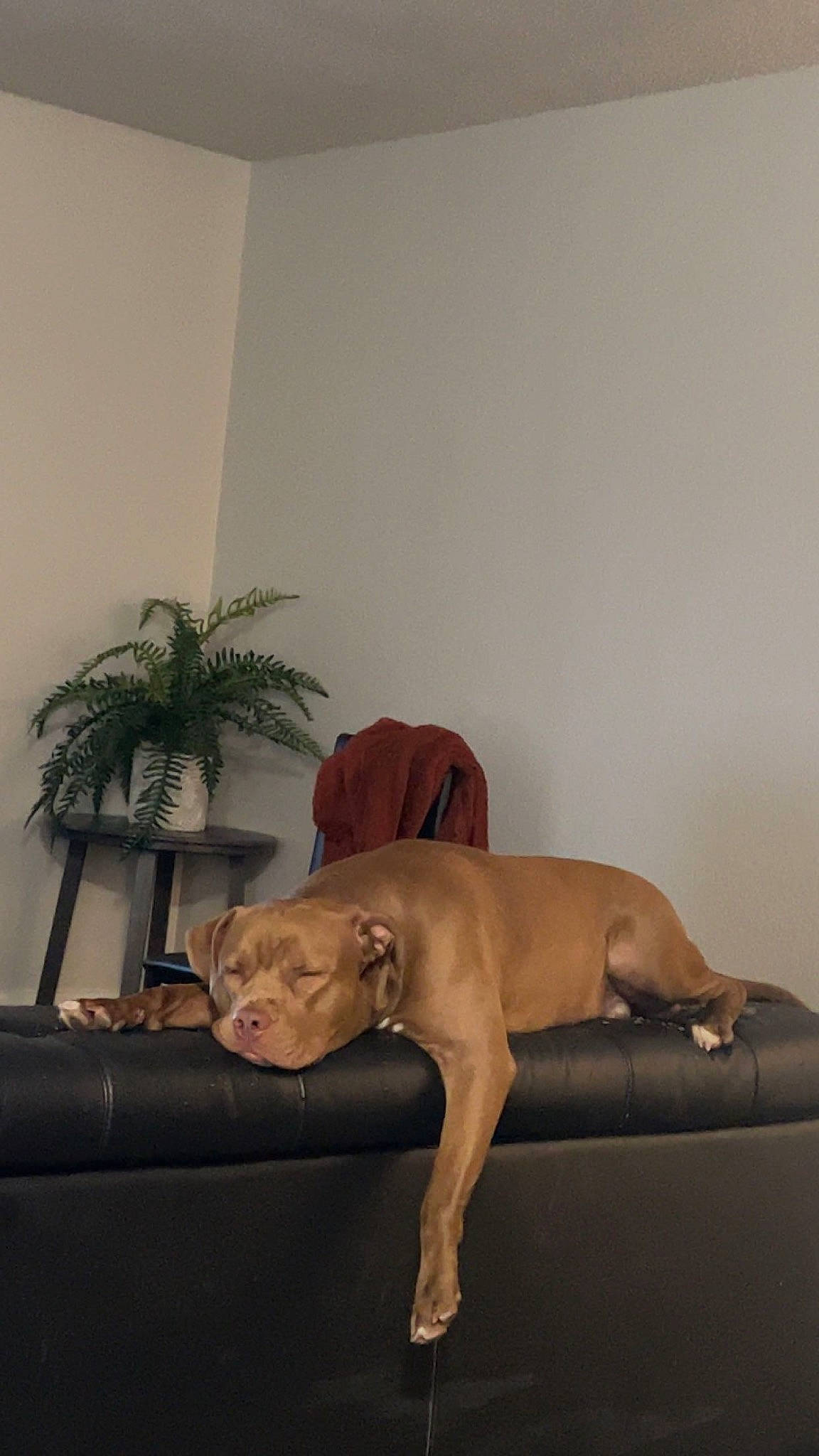 Red is registered to the contest to win money with this photo: art, carnivore, club_chair, comfort, companion_dog, couch, dog, dog_breed, fawn, flooring, furniture, hardwood, houseplant, liver, plant, snout, table, tail, window, wood