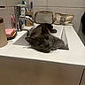 Whip a rejoint le concours — aidez-le/la à gagner de superbes lots ! animal, bathroom, cat, countertop, cozy, curious, cute, domestic, faucet, gray_cat, home, indoor, pet, relaxed, resting, sink, soap, tile_wall, toiletries, toothbrush