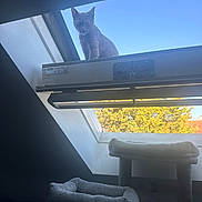 Whip participe au concours pour gagner de l'argent avec cette photo : animal, blue_sky, cat, cat_bed, cat_tree, cozy, curious, daylight, greenery, home, indoor, outdoor, perched, pet, quiet, resting_place, sky, skylight, tree, window